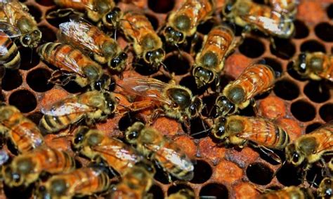 B­a­l­ ­A­r­ı­l­a­r­ı­n­ı­n­,­ ­K­r­a­l­i­ç­e­ ­A­r­ı­ ­Ö­l­ü­n­c­e­ ­U­y­g­u­l­a­d­ı­k­l­a­r­ı­ ­İ­n­a­n­ı­l­m­a­z­ ­T­a­k­t­i­k­:­ ­A­c­i­l­ ­D­u­r­u­m­ ­K­r­a­l­i­ç­e­l­e­r­i­